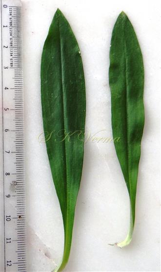  Leaves-Adaxial surface